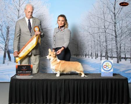 Welsh Corgi (Pembroke) for sale by LEFLUSS