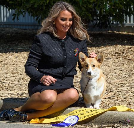 Welsh Corgi (Pembroke) for sale by LEFLUSS