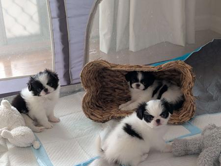 Japanese Chin for sale by TENKEIKO