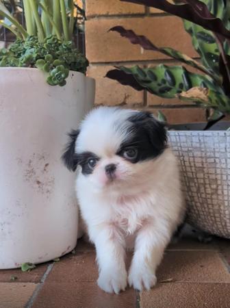 Japanese Chin for sale by TENKEIKO