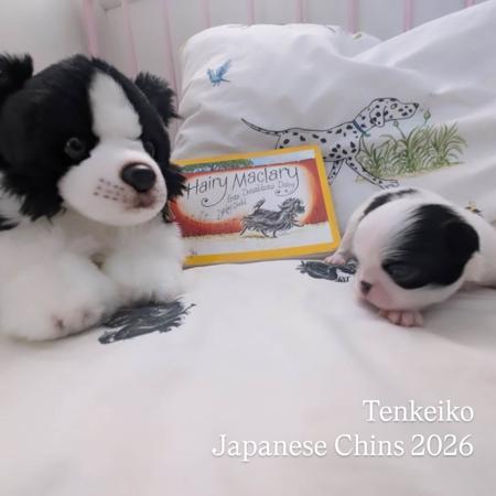 Japanese Chin for sale by TENKEIKO