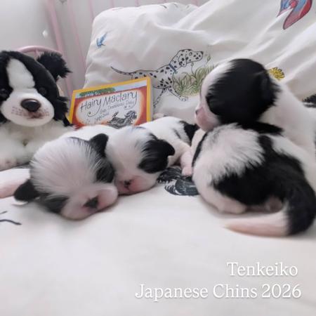 Japanese Chin for sale by TENKEIKO