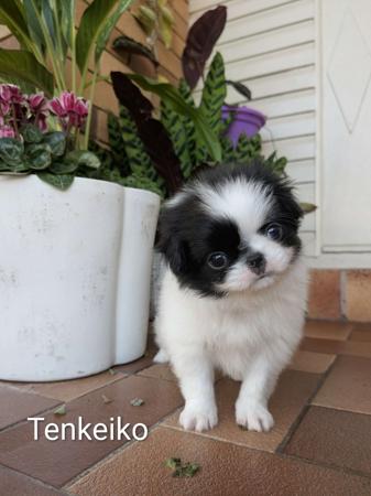 Japanese Chin for sale by TENKEIKO