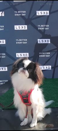 Japanese Chin for sale by TENKEIKO