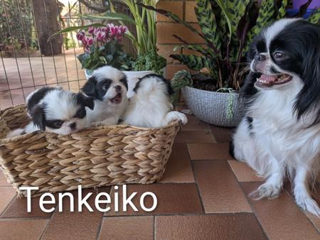 Japanese Chin for sale by TENKEIKO