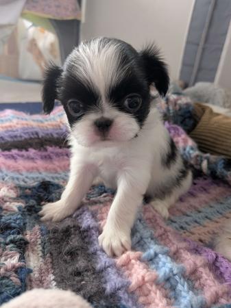 Japanese Chin for sale by TENKEIKO