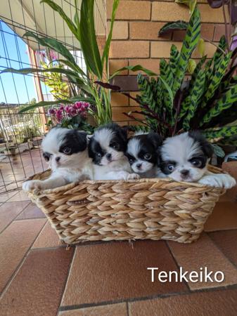 Japanese Chin for sale by TENKEIKO