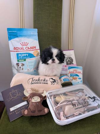Japanese Chin puppy for sale by TENKEIKO