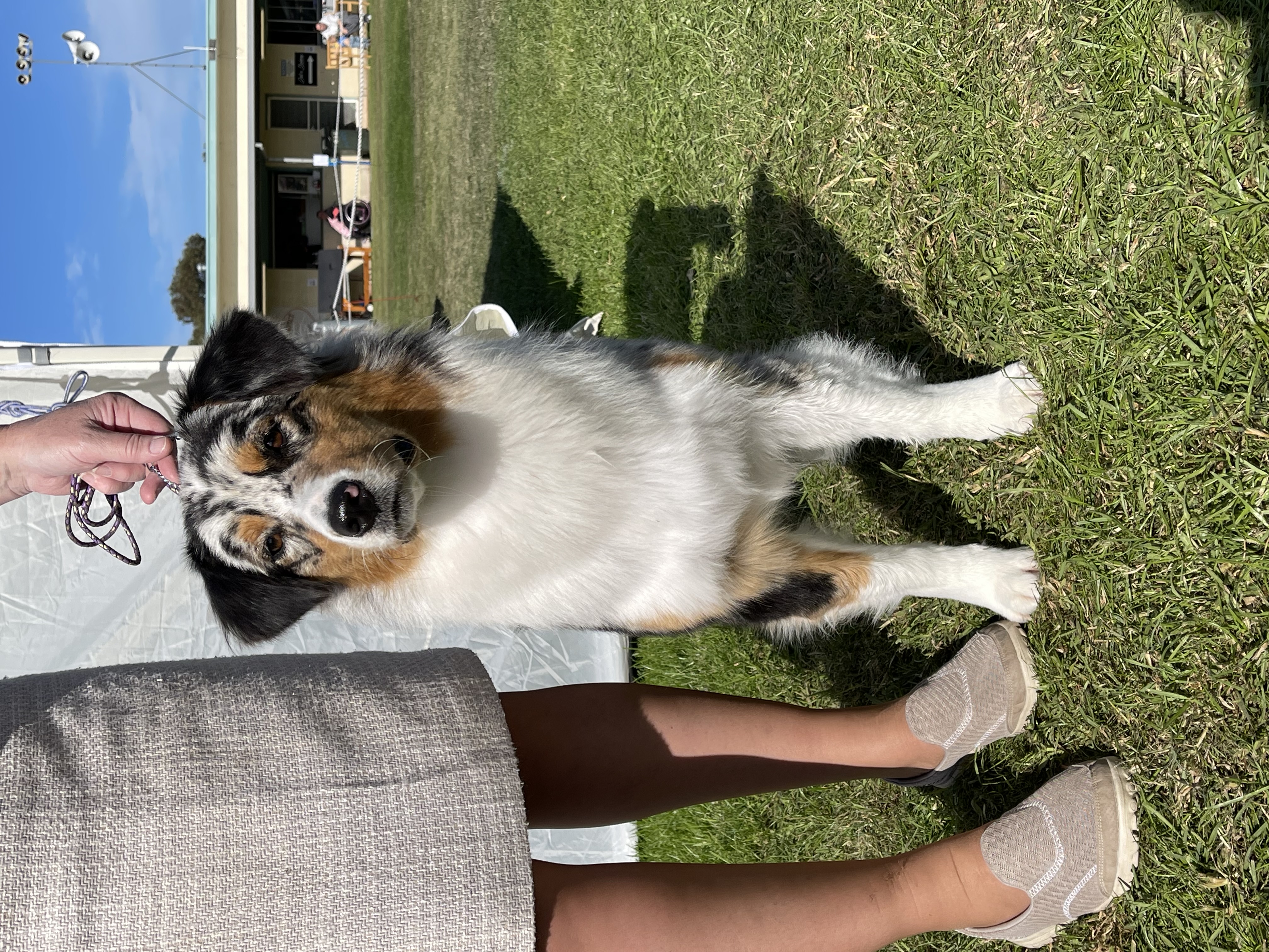 Australian Shepherd for sale by GYPSYLINC