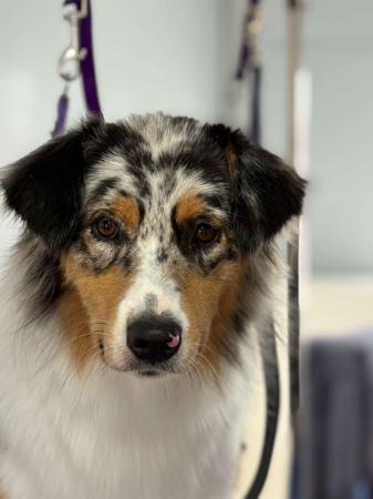 Australian Shepherd for sale by GYPSYLINC