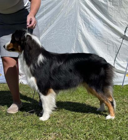 Australian Shepherd for sale by GYPSYLINC