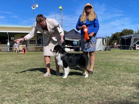 Australian Shepherd for sale by GYPSYLINC