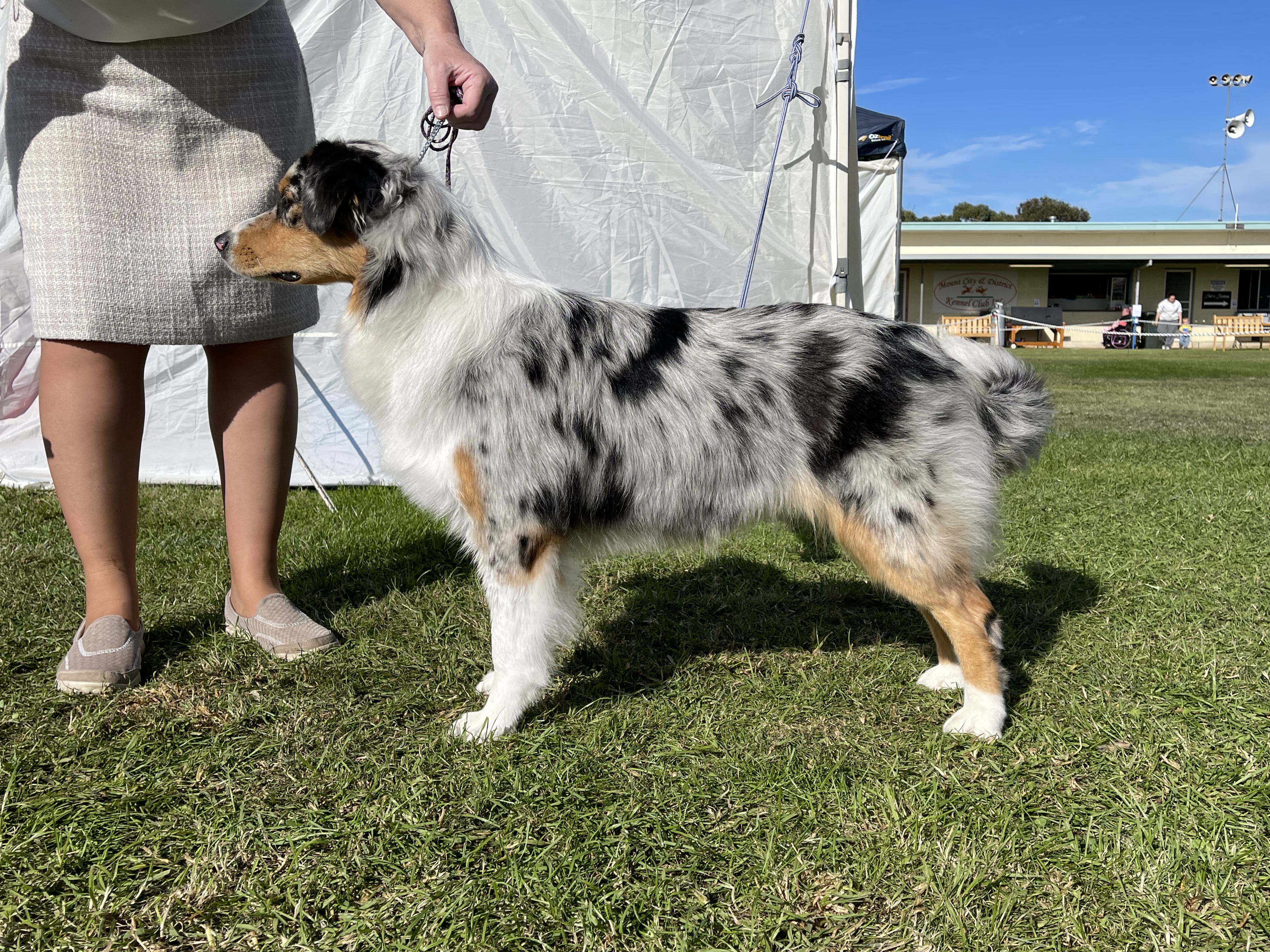 Australian Shepherd for sale by GYPSYLINC