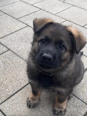 German Shepherd Dog for sale by WOODSKROFT
