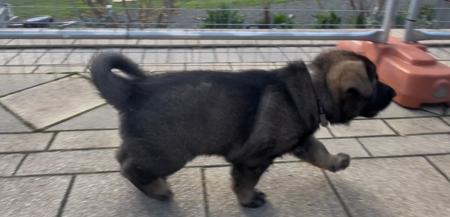 German Shepherd Dog for sale by WOODSKROFT