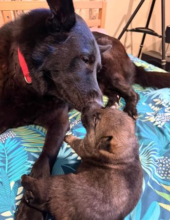 German Shepherd Dog for sale by WOODSKROFT