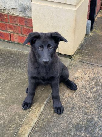 German Shepherd Dog for sale by WOODSKROFT