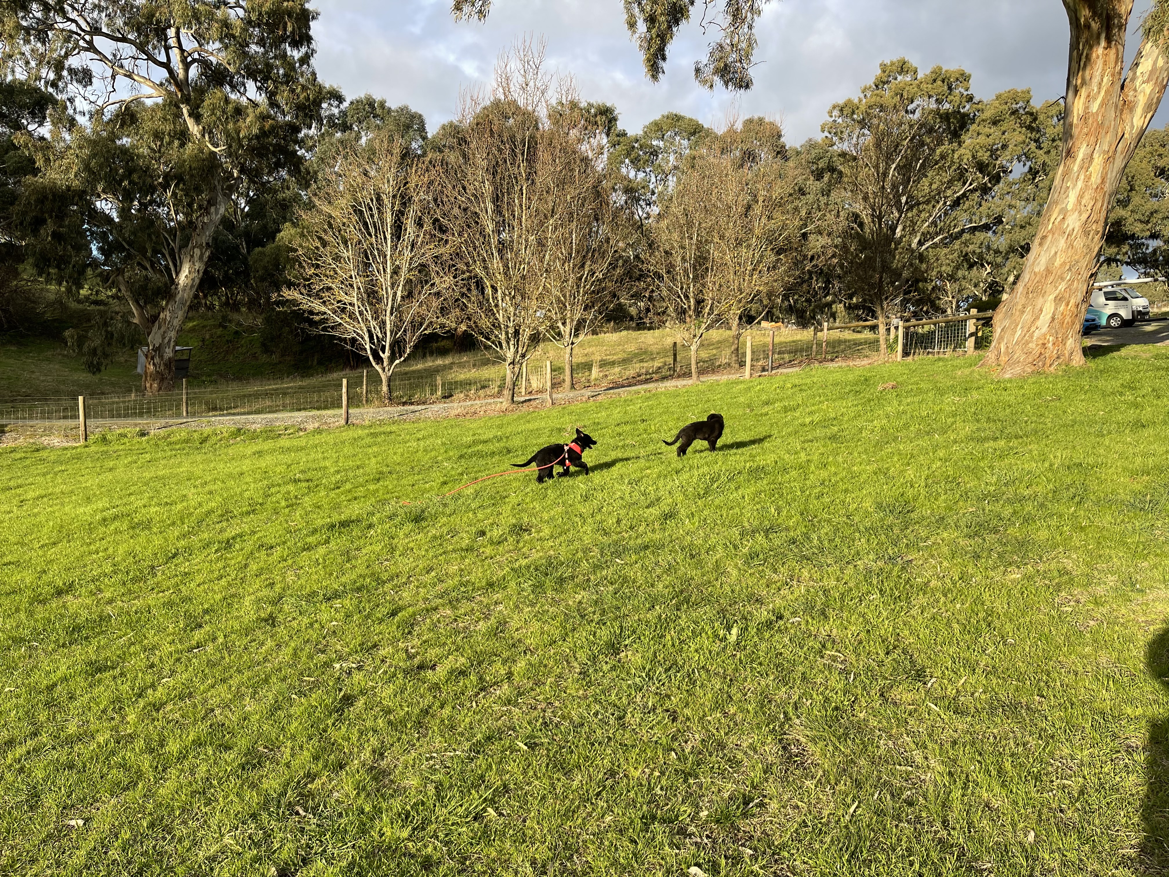 German Shepherd Dog for sale by WOODSKROFT