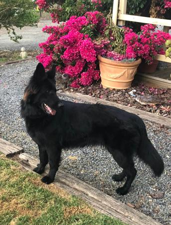 German Shepherd Dog for sale by WOODSKROFT