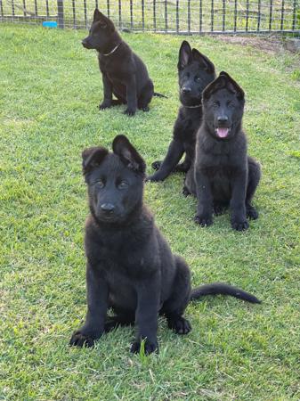 German Shepherd Dog for sale by WOODSKROFT