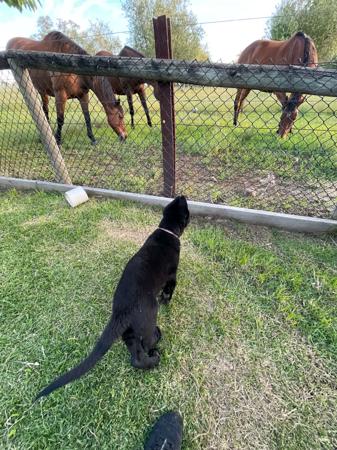 German Shepherd Dog for sale by WOODSKROFT