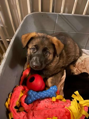 German Shepherd Dog for sale by WOODSKROFT