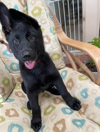 German Shepherd Dog for sale by WOODSKROFT