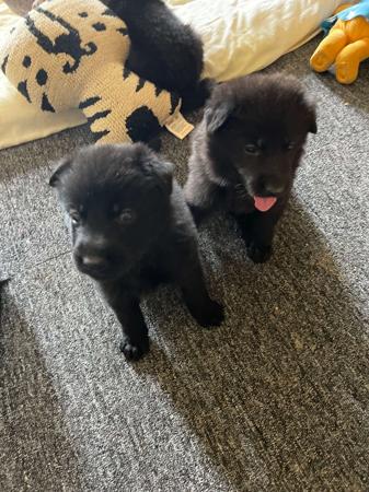 German Shepherd Dog for sale by WOODSKROFT