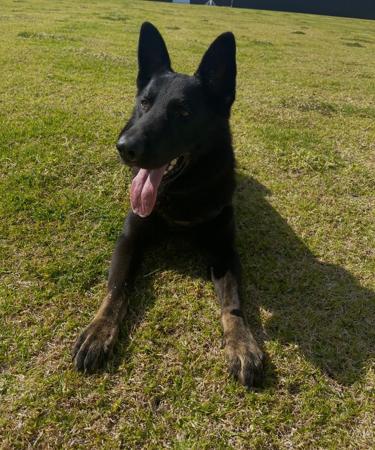 German Shepherd Dog for sale by WOODSKROFT