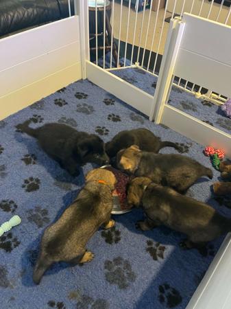 German Shepherd Dog for sale by WOODSKROFT