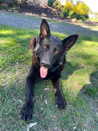 German Shepherd Dog for sale by WOODSKROFT