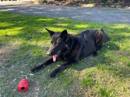 German Shepherd Dog for sale by WOODSKROFT