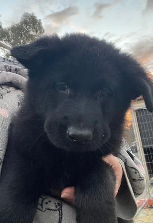 German Shepherd Dog puppy for sale by WOODSKROFT