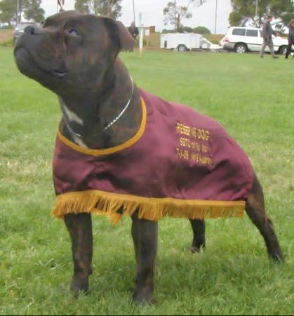 Staffordshire Bull Terrier for sale by POWERPAWS