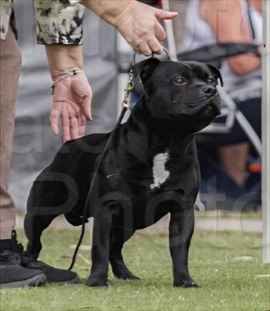 Staffordshire Bull Terrier for sale by POWERPAWS