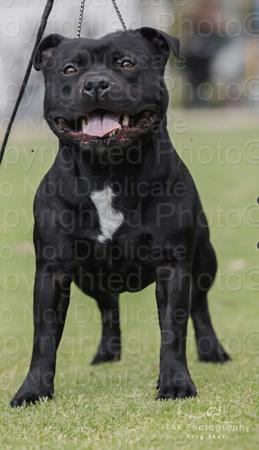 Staffordshire Bull Terrier for sale by POWERPAWS