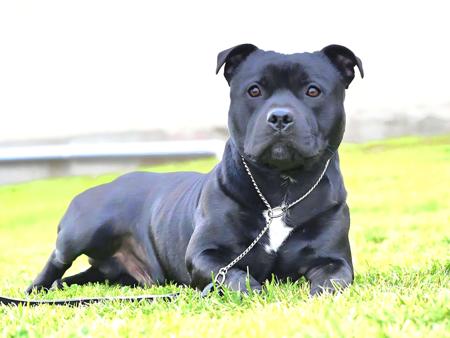 Staffordshire Bull Terrier for sale by POWERPAWSBLACHER