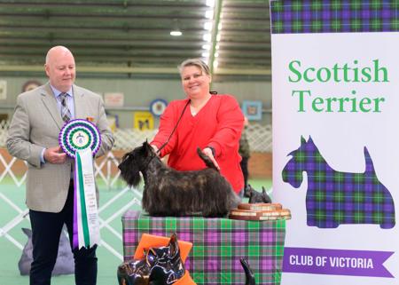 Aust Ch Rampagescot Whisper in the Dark (Imp Den) BISS RUBISS Scottish Terrier