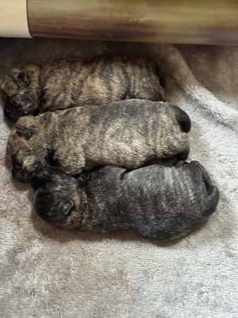 Scottish Terrier puppy for sale by SHORTBLAK