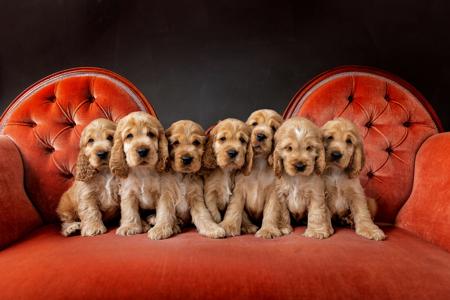 Cocker Spaniel for sale by GOLDENDAYZE