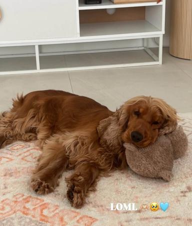 Cocker Spaniel for sale by GOLDENDAYZE