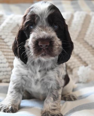 Cocker Spaniel for sale by GOLDENDAYZE