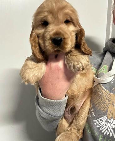 Cocker Spaniel for sale by GOLDENDAYZE