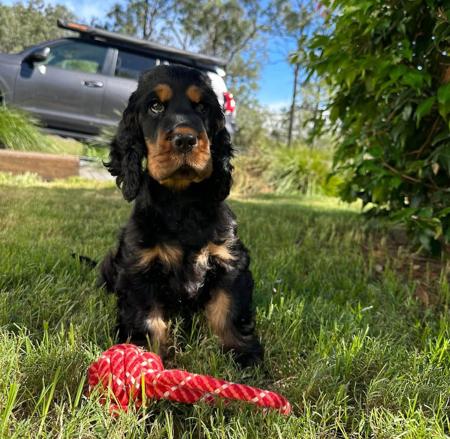 Cocker Spaniel for sale by GOLDENDAYZE