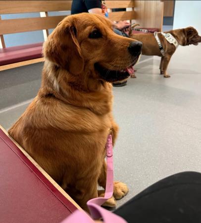 Golden Retriever for sale by GOLDENDAYZE