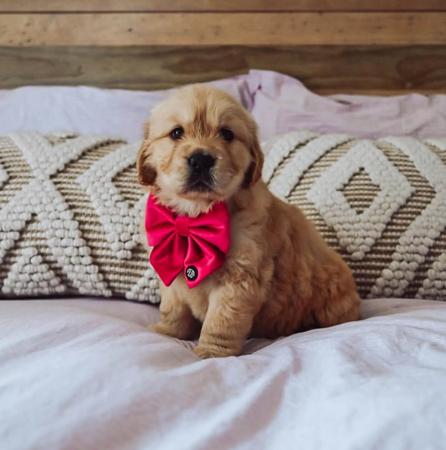 Golden Retriever for sale by GOLDENDAYZE