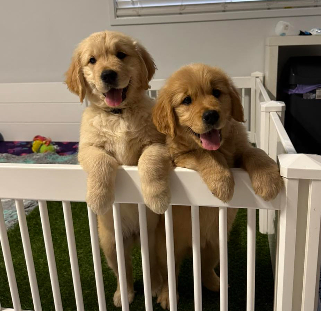 Golden Retriever for sale by GOLDENDAYZE