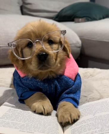 Golden Retriever for sale by GOLDENDAYZE