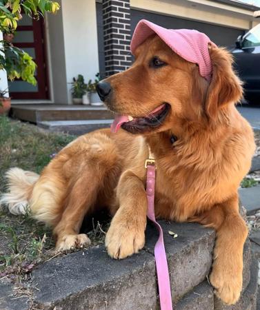 Golden Retriever for sale by GOLDENDAYZE