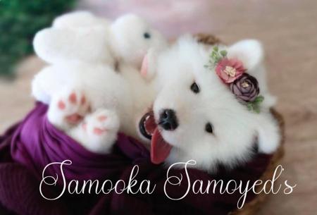 Samoyed puppy for sale by SAMOOKA007